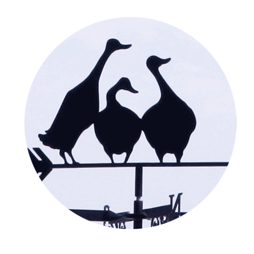 Indian Runner Ducks weathervane